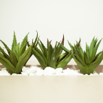 ALOE VERA: LJETNI HEROJ ZA TVOJU KOŽU