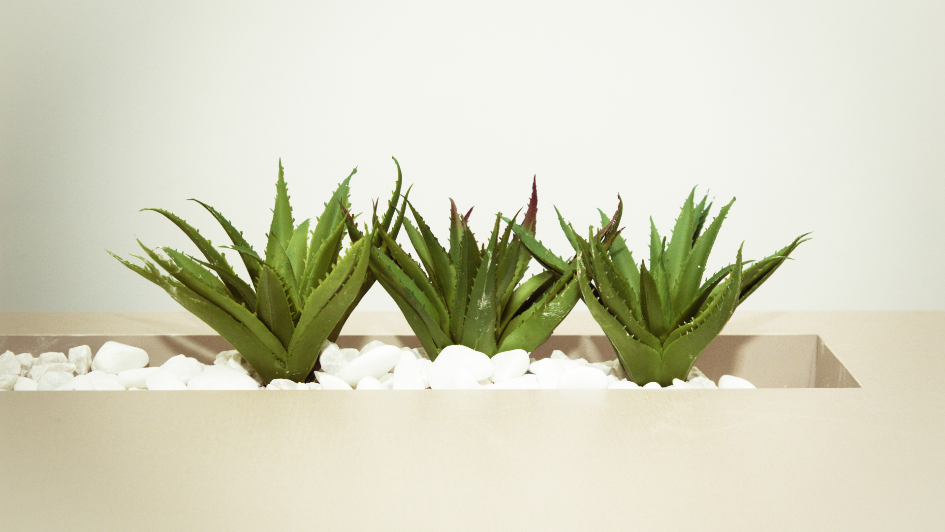 ALOE VERA: LJETNI HEROJ ZA TVOJU KOŽU